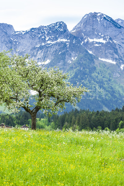 Austrian Alps near Hallstatt, Upper Austria, Austria Stock photo © phbcz