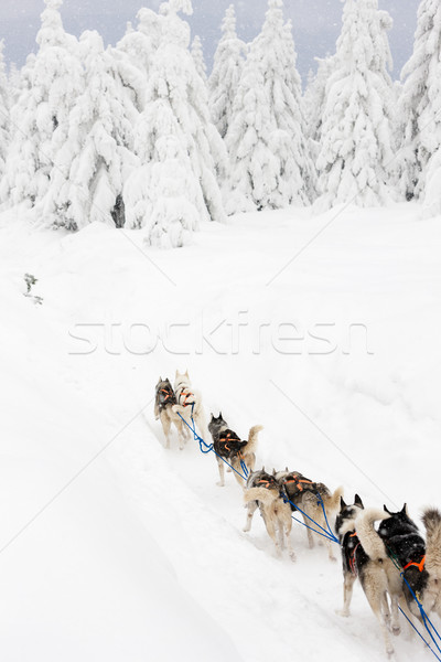 sledge dogging, Sedivacek''s long, Czech Republic Stock photo © phbcz