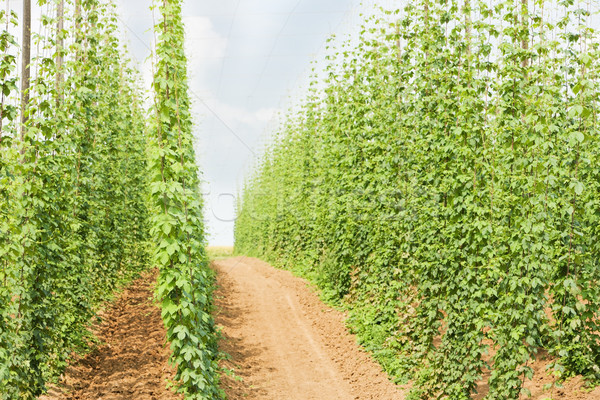 hops garden, Czech Republci Stock photo © phbcz