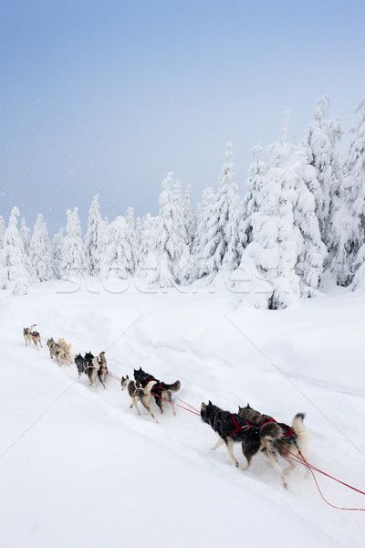 sledge dogging, Sedivacek''s long, Czech Republic Stock photo © phbcz