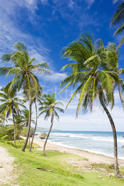 Wschodniej wybrzeża Barbados Karaibów drzewo krajobraz Zdjęcia stock © phbcz