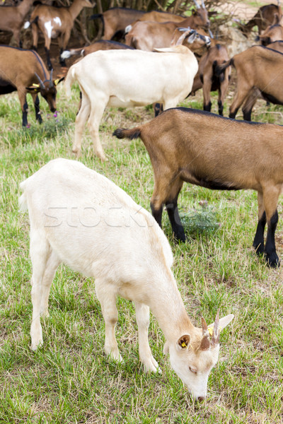 Stock fotó: Nyáj · kecskék · Franciaország · mezőgazdaság · legelő · kívül