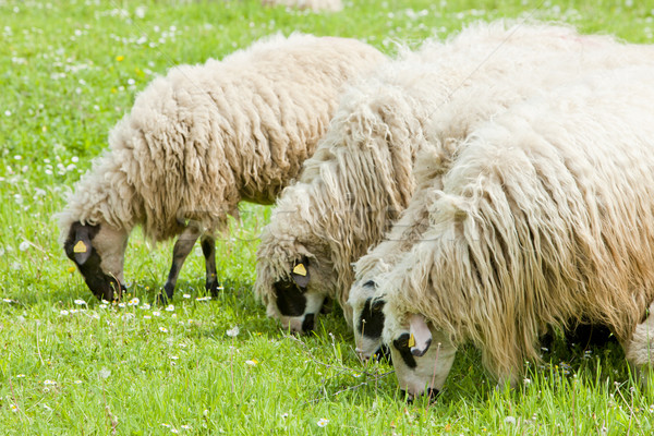 sheep on meadow, Bosnia and Hercegovina Stock photo © phbcz