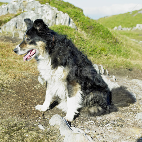 Foto stock: Perro · cabeza · península · corcho · Irlanda · perros