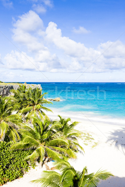 Fundo Barbados caribbean árvore paisagem mar Foto stock © phbcz