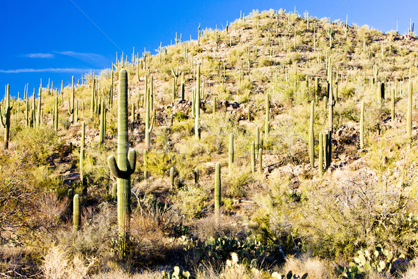 Foto stock: Parque · Arizona · EUA · paisagem · planta · silêncio