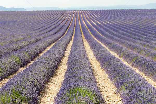 Lavendel veld plateau Frankrijk landschap plant lavendel Stockfoto © phbcz