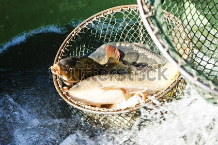 Colheita lagoa pescaria animal tanque ao ar livre Foto stock © phbcz