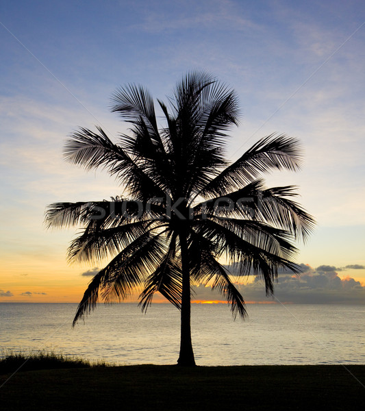 Gün batımı caribbean deniz Barbados ağaç manzara Stok fotoğraf © phbcz