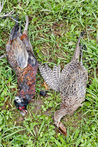 excludes of caught pheasants Stock photo © phbcz