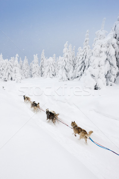 Szánkó hosszú Csehország természet hó fut Stock fotó © phbcz