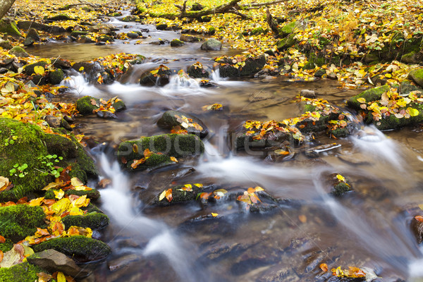 brook in autumn, Slovakia Stock photo © phbcz