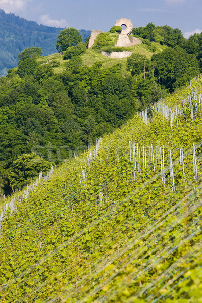 grand cru vineyard, Thann, Alsace, France Stock photo © phbcz