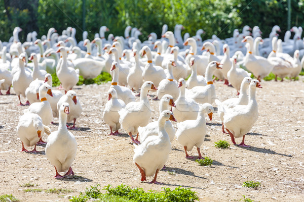 Liba farm Csehország madár csoport vidék Stock fotó © phbcz