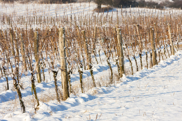 Stock photo: winter vineyard, Southern Moravia, Czech Republic
