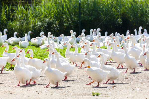 goose farm, Czech Republic Stock photo © phbcz