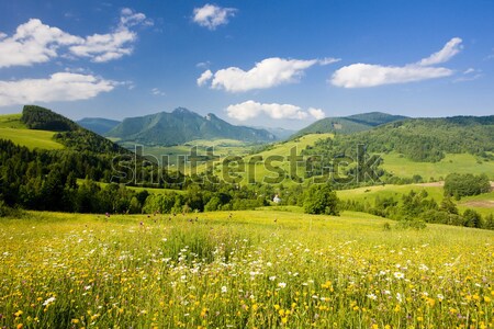 Foto stock: Eslováquia · viajar · montanhas · paisagens · prado · flor