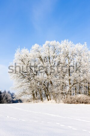 Orlicke Mountains in winter, Czech Republic Stock photo © phbcz