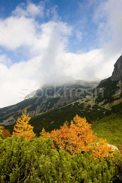 Frío valle alto Eslovaquia forestales Foto stock © phbcz