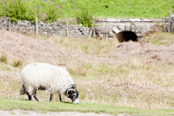 sheep on meadow, North Yorkshire, England Stock photo © phbcz