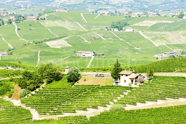 vineyars near Barolo, Piedmont, Italy Stock photo © phbcz