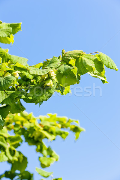 detail of hazelnut bush Stock photo © phbcz