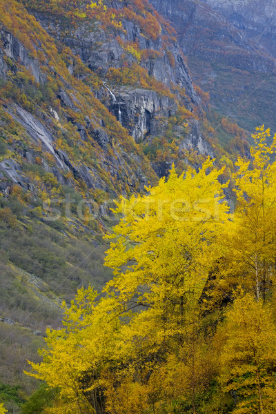 landscape near Melkevollbreen Glacier, Jostedalsbreen National P Stock photo © phbcz