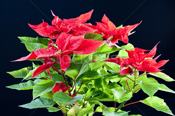 Poinsettia Stock photo © phbcz