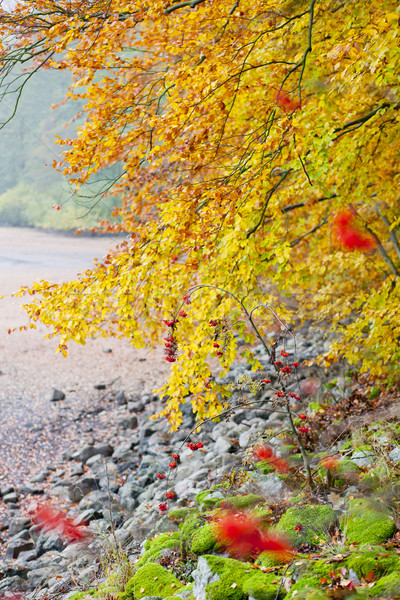 autumnal nature Stock photo © phbcz