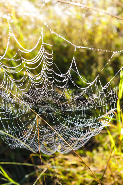 Spinnennetz Wiese Gras Natur Anlage Freien Stock foto © phbcz