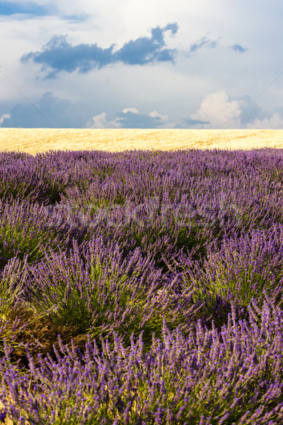 lavender and grain field, Provence, France Stock photo © phbcz