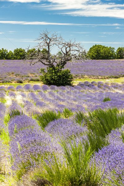 Campo de lavanda árvore França flor natureza agricultura Foto stock © phbcz
