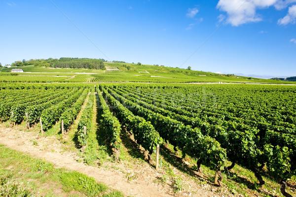 vineyards of Cote de Beaune near Pommard, Burgundy, France Stock photo © phbcz