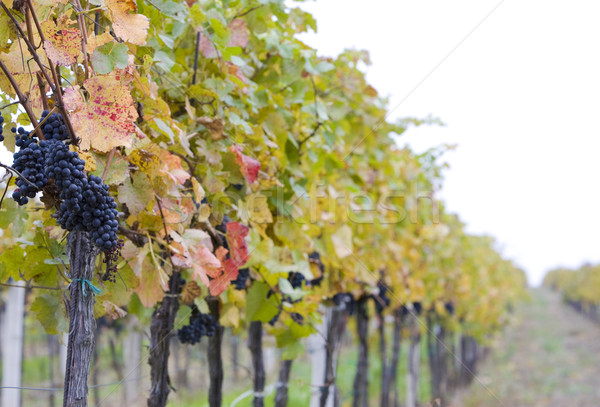 Szőlőskert Csehország természet levél gyümölcsök szőlő Stock fotó © phbcz