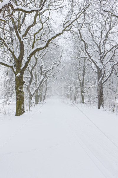 Stock photo: snowy road, Czech Republic