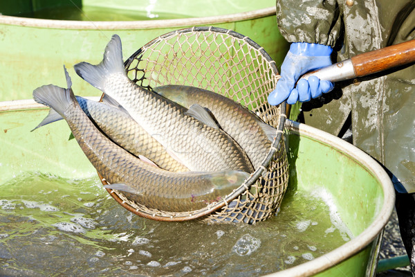 пруд рыбалки животного цистерна рыбак Сток-фото © phbcz