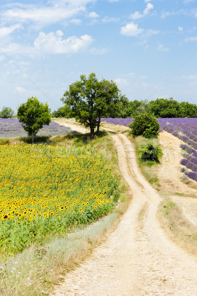 sunflower and lavender fields, Plateau de Valensole, Provence, F Stock photo © phbcz