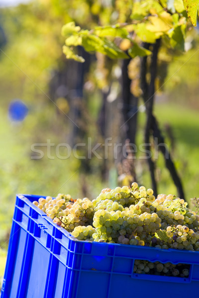 Stock photo: wine harvest, vineyard U svateho Urbana, Czech Republic