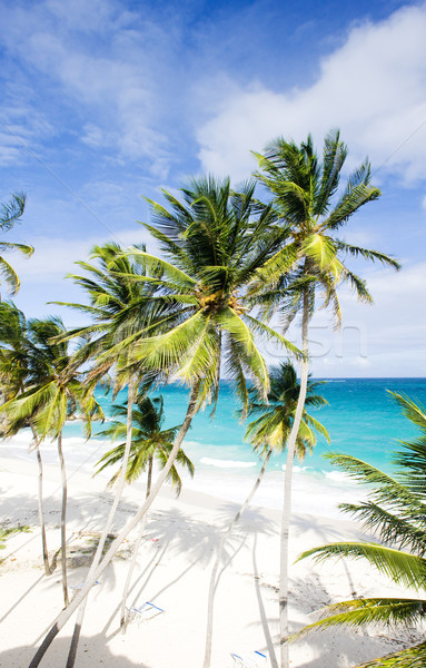 Zdjęcia stock: Dolny · Barbados · Karaibów · drzewo · krajobraz · morza