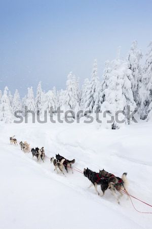 sledge dogging, Sedivacek''s long, Czech Republic Stock photo © phbcz