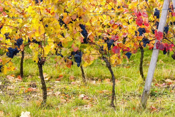 blue grapes in vineyard near Palava, Southern Moravia, Czech Rep Stock photo © phbcz