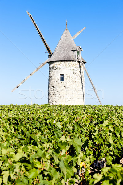 Stock photo: vineyard with windmill near Blaignan, Bordeaux Region, France