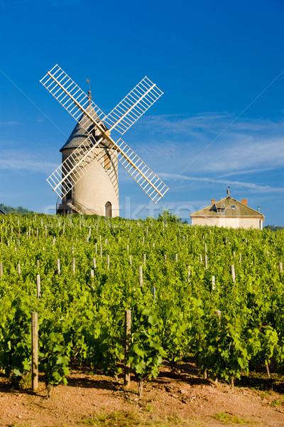 vineyards with windmill near Ch Stock photo © phbcz