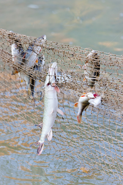 fish caught in fishnet Stock photo © phbcz
