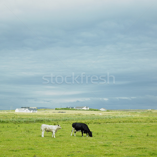 cows, The Mullet Peninsula, County Mayo, Ireland Stock photo © phbcz