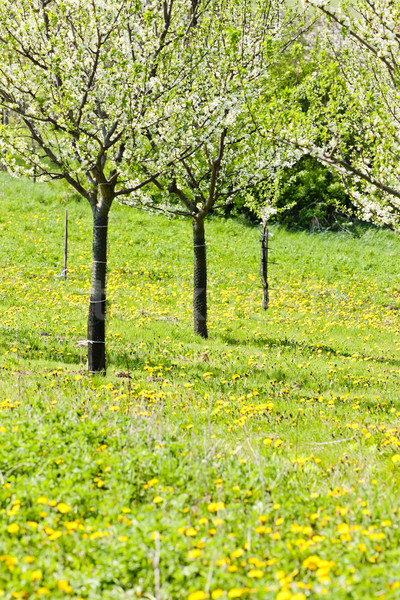 blooming orchard in spring Stock photo © phbcz