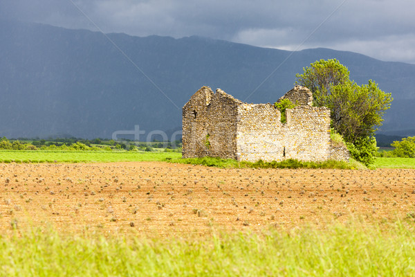 field with a ruin of house and tree, Plateau de Valensole, Prove Stock photo © phbcz