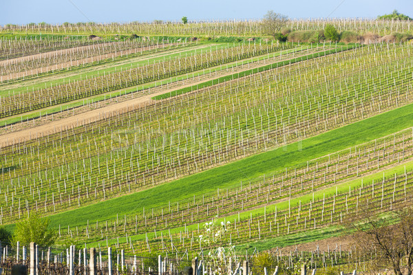 spring vineyards, Southern Moravia, Czech Republic Stock photo © phbcz