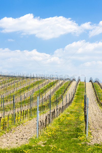 spring vineyards, Southern Moravia, Czech Republic Stock photo © phbcz