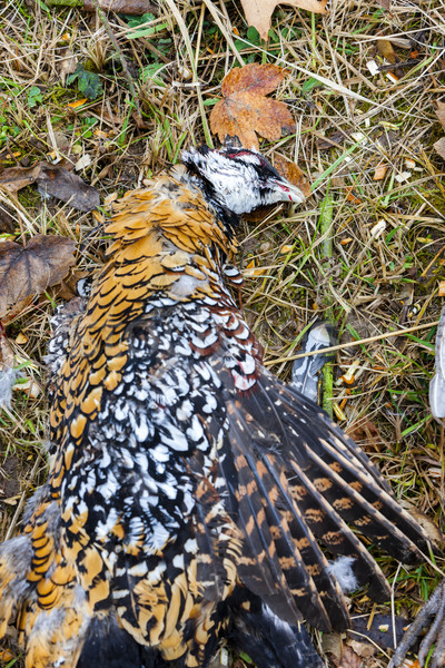 excludes of caught pheasant Stock photo © phbcz